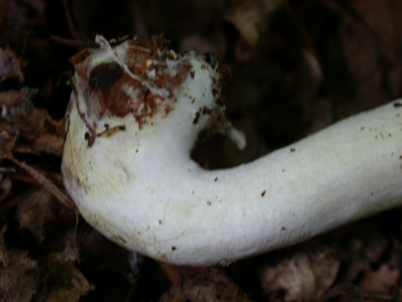 E tempo di ... Agaricus